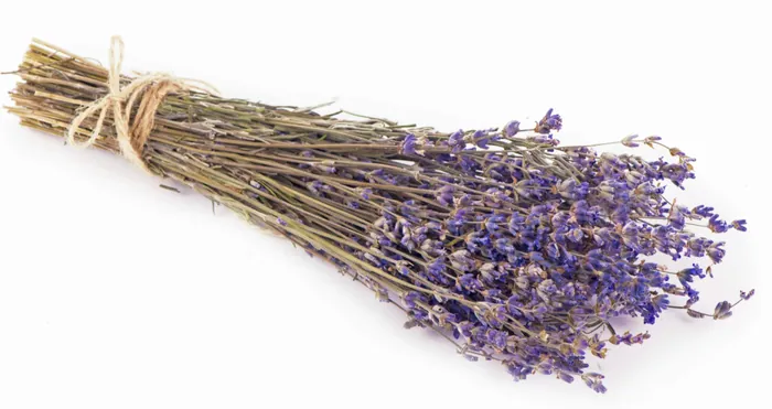 DEMET LAVANTA